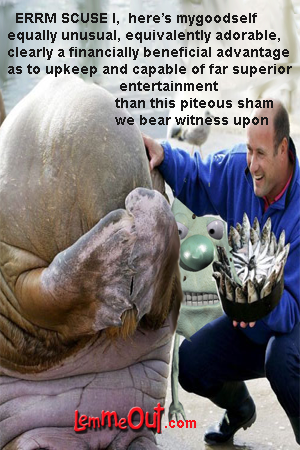 funny-pictures-perfoming-elephant-seal-or-manatee