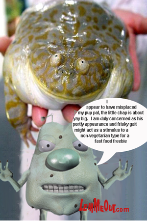 funny-huge-smiley-frog