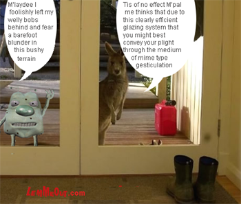 lol-funniest-pictures-kangaroo-window-lemmeout