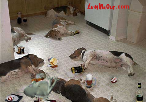 funny-picture-morning-after-dogs
