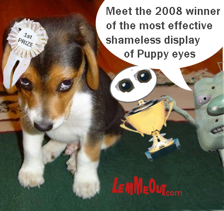 funny-picture-shameful-display-of-puppy-eyes-with-lemmeout